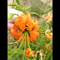 Lilium henryi (fam Liliacees) (Chine) (4)